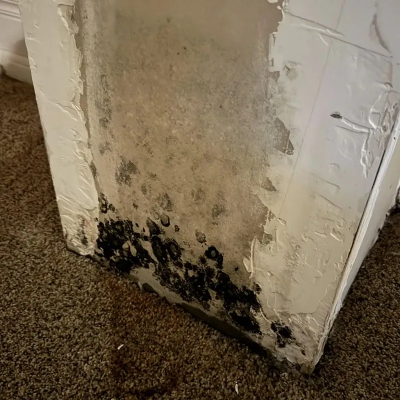Professional Mold Removal in Kiefer, OK